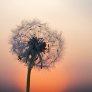 Pusteblume im Sonnenuntergang